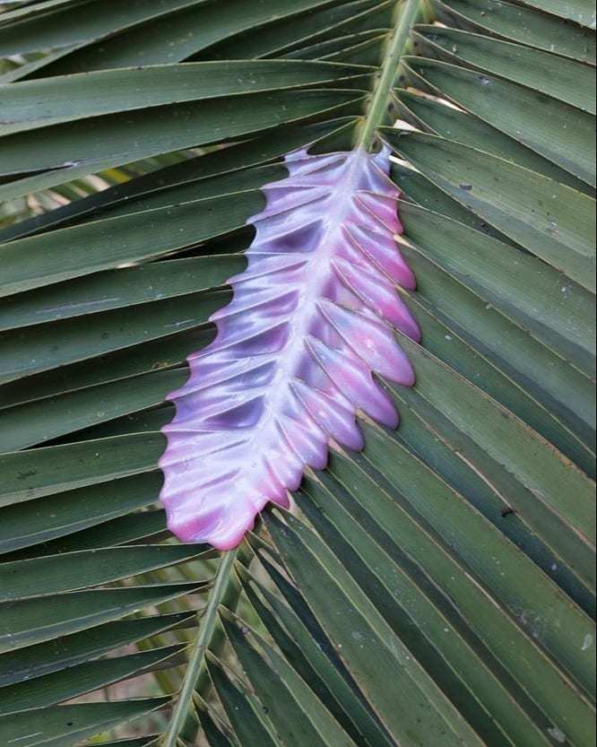 a close up of a purple and white flower on a palm leaf