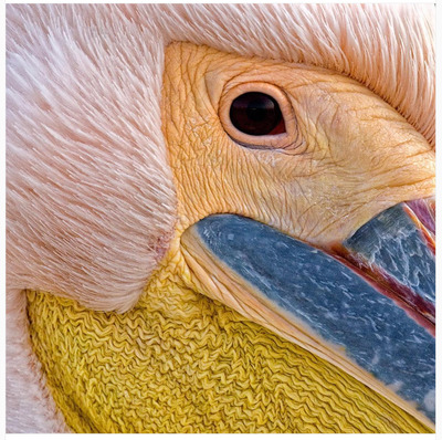 a close up of a bird's face with a yellow beak