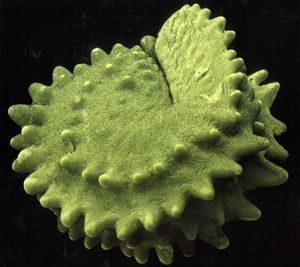 a close up of a green object on a black background