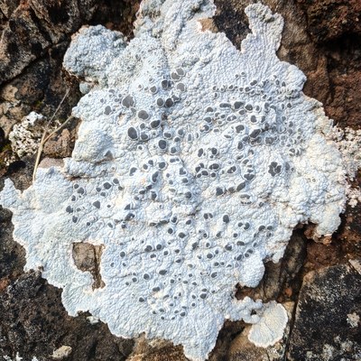 a close up of a rock covered in lichen