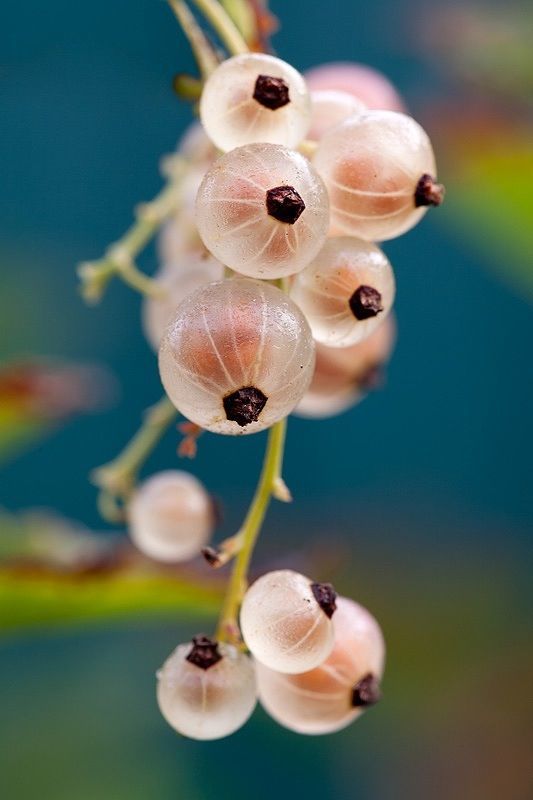 a close up of a bunch of flowers on a branch