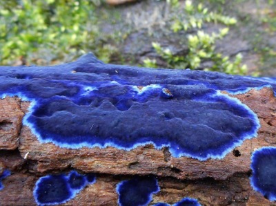 a close up of a blue substance on a log