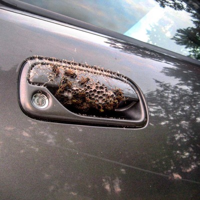 a close up of a car door handle with a bug on it