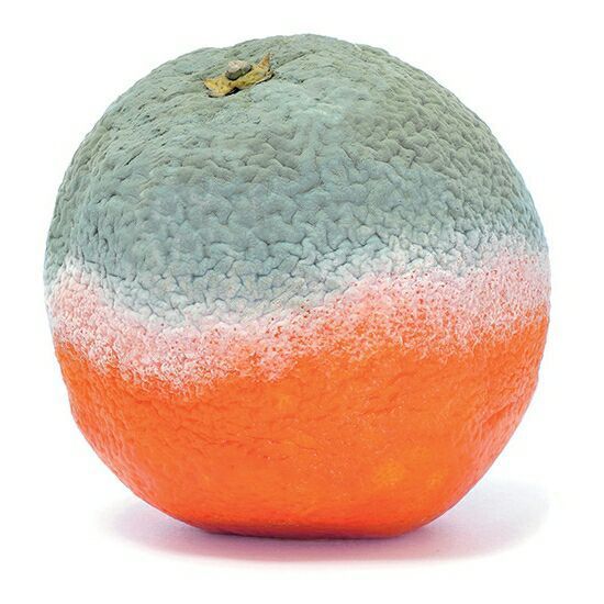 a close up of an orange on a white background