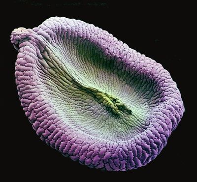 a close up of a purple flower on a black background