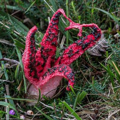 a close up of a red object in the grass