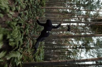 a person standing in the middle of a forest