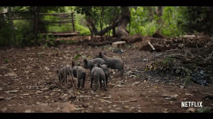 a group of small animals standing on top of a dirt field