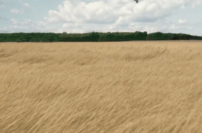 a bird flying over a dry grass field