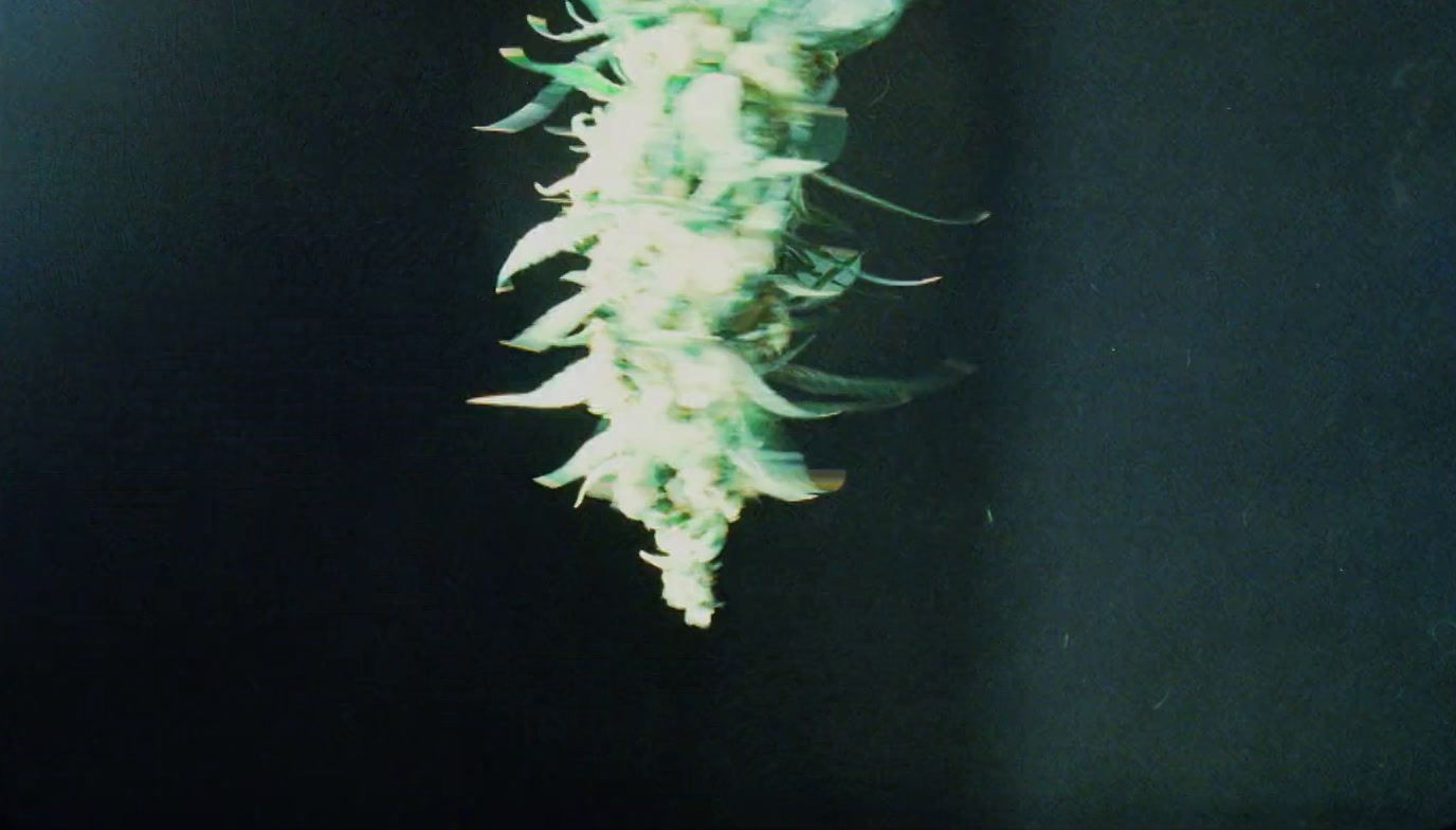 a close up of a flower on a black background