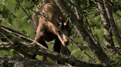 a deer that is standing in a tree