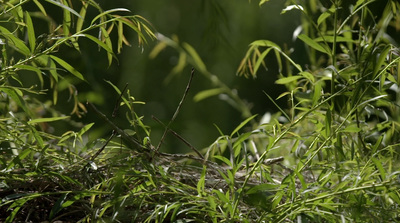 a bird is sitting on a branch in the grass