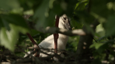 a bird is sitting in the branches of a tree