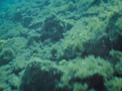 a fish swims over a coral reef in the ocean