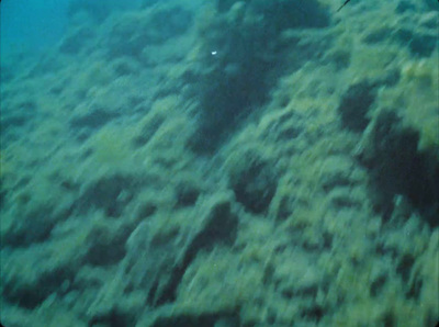 a large amount of seaweed on the bottom of a large body of water