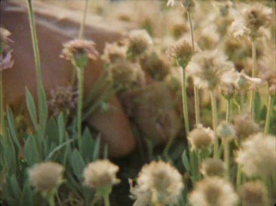 a close up of a bunch of flowers in a field