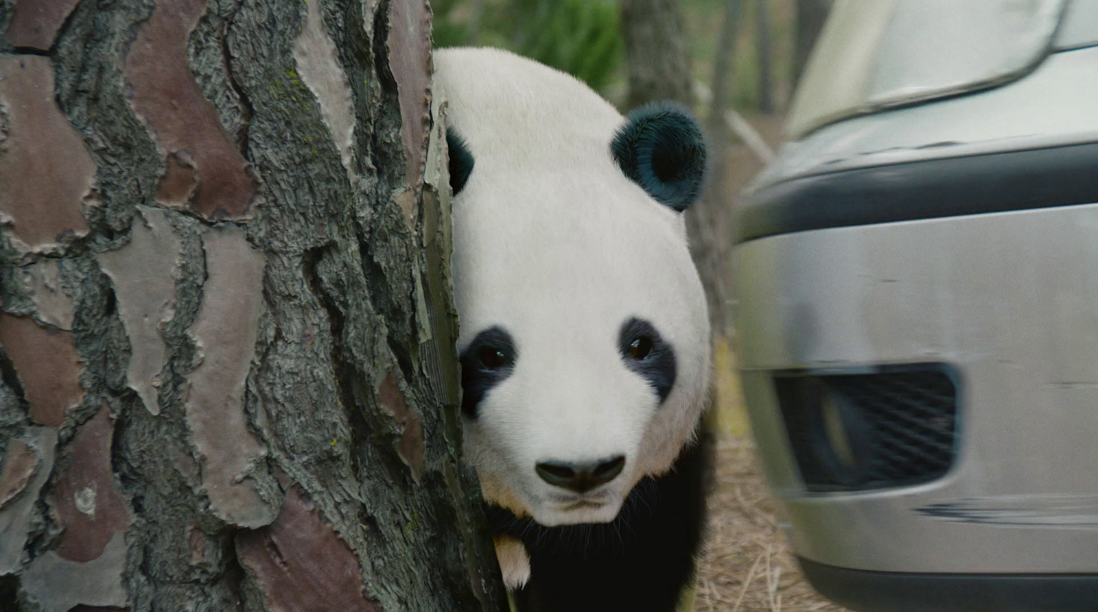 a panda bear peeking out from behind a tree