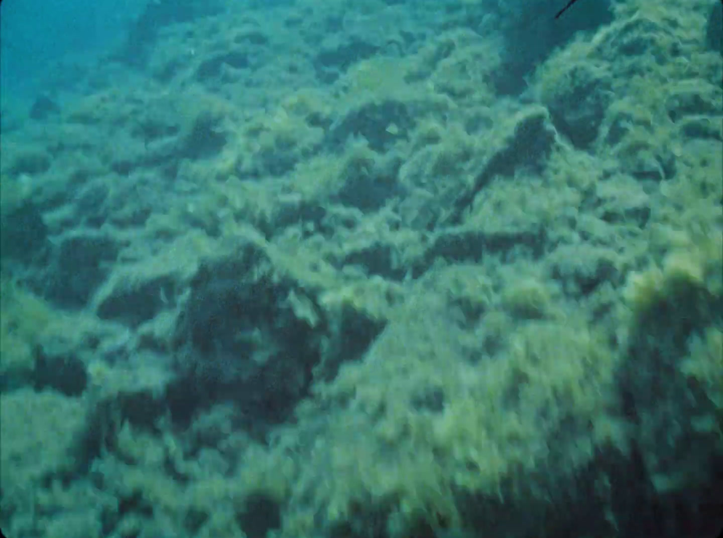 a large amount of seaweed on the bottom of a boat