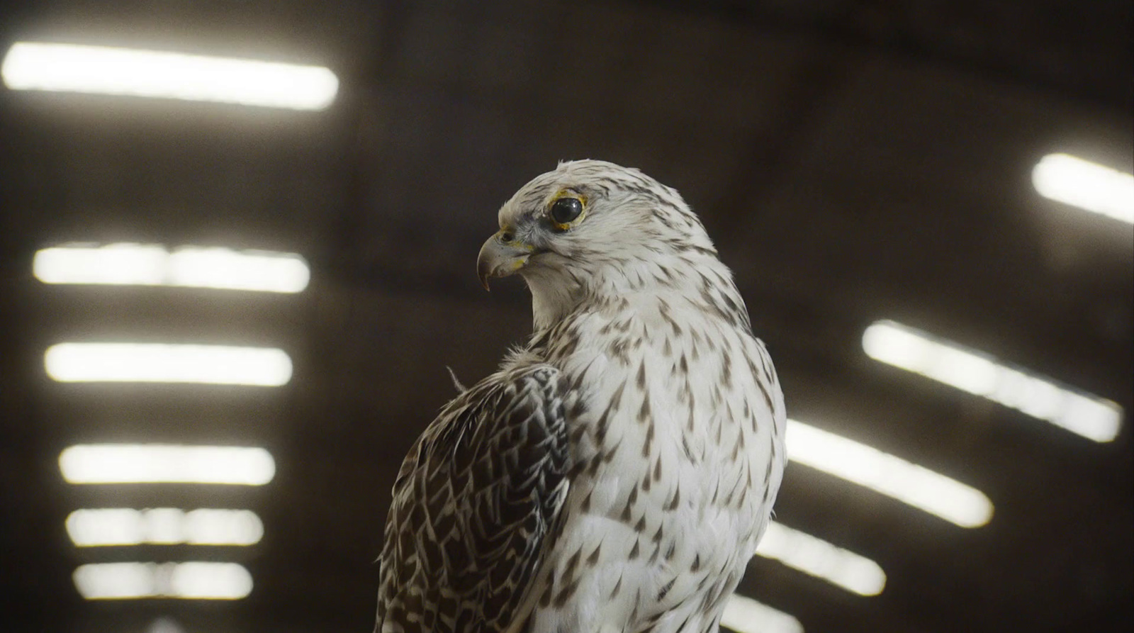 a close up of a bird of prey in a building