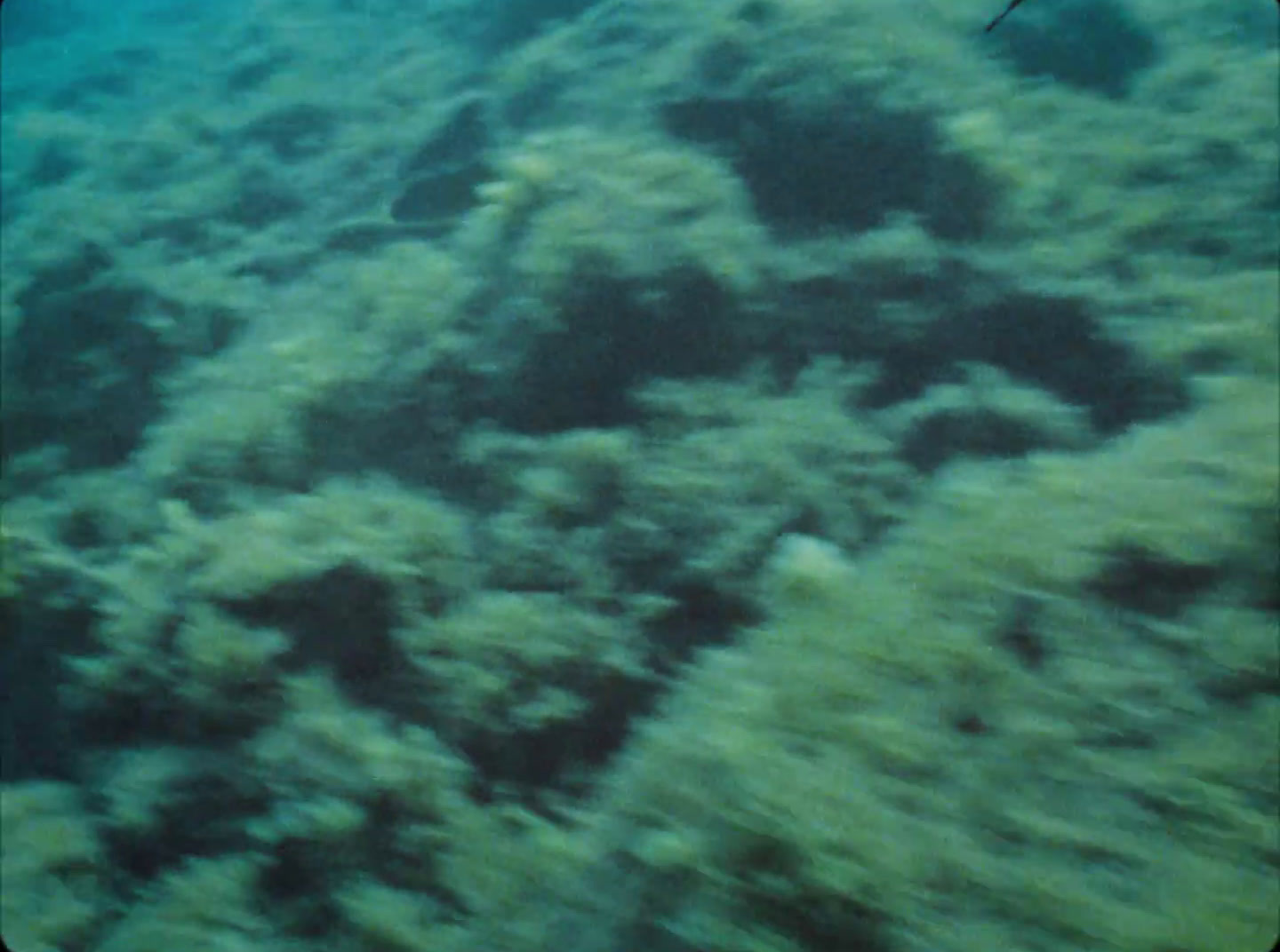 a fish swims over a patch of seaweed