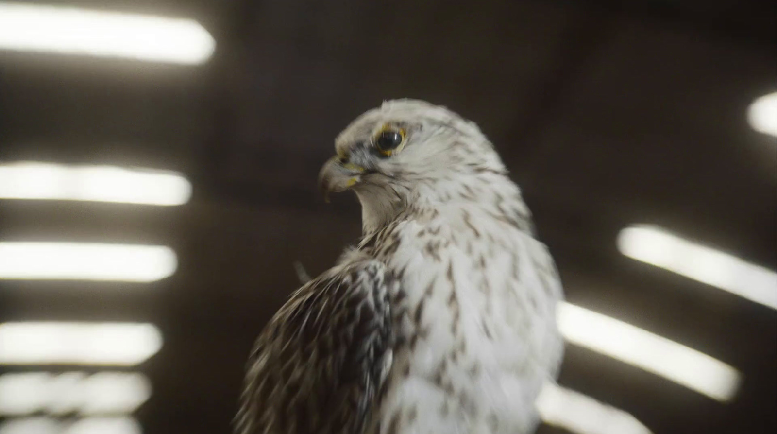 a close up of a bird of prey