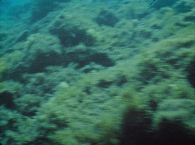 a large amount of seaweed on the bottom of a body of water