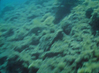 a large amount of seaweed on the bottom of a boat