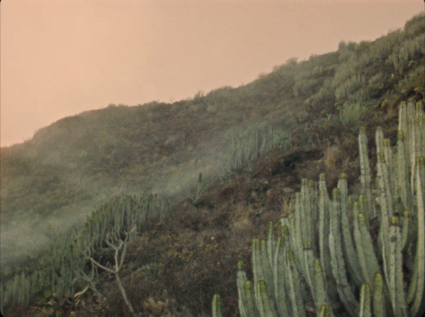 a hill with a bunch of cactus growing on it