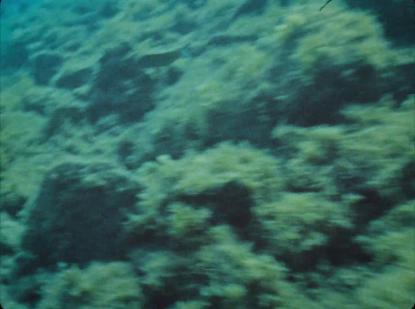 a fish swims through the water near a coral reef