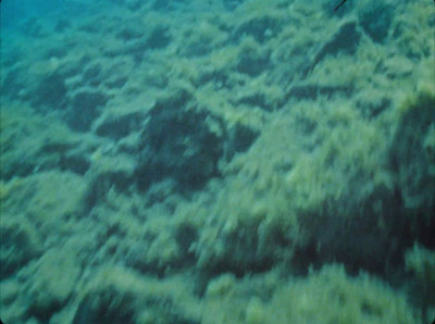 a large amount of seaweed in the water