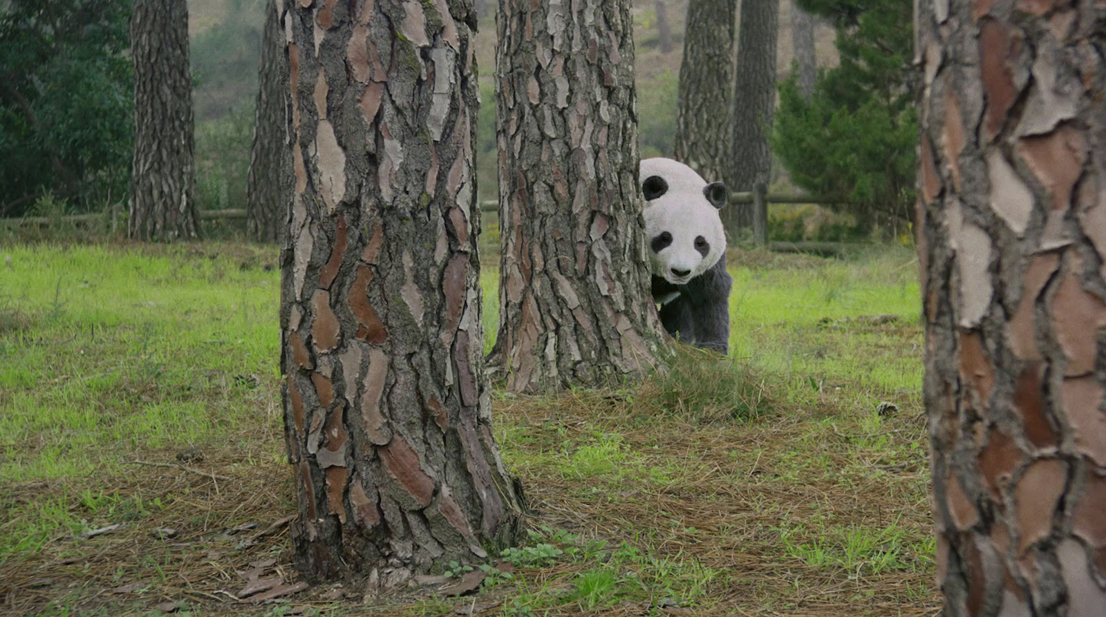 a panda bear walking through a forest filled with trees