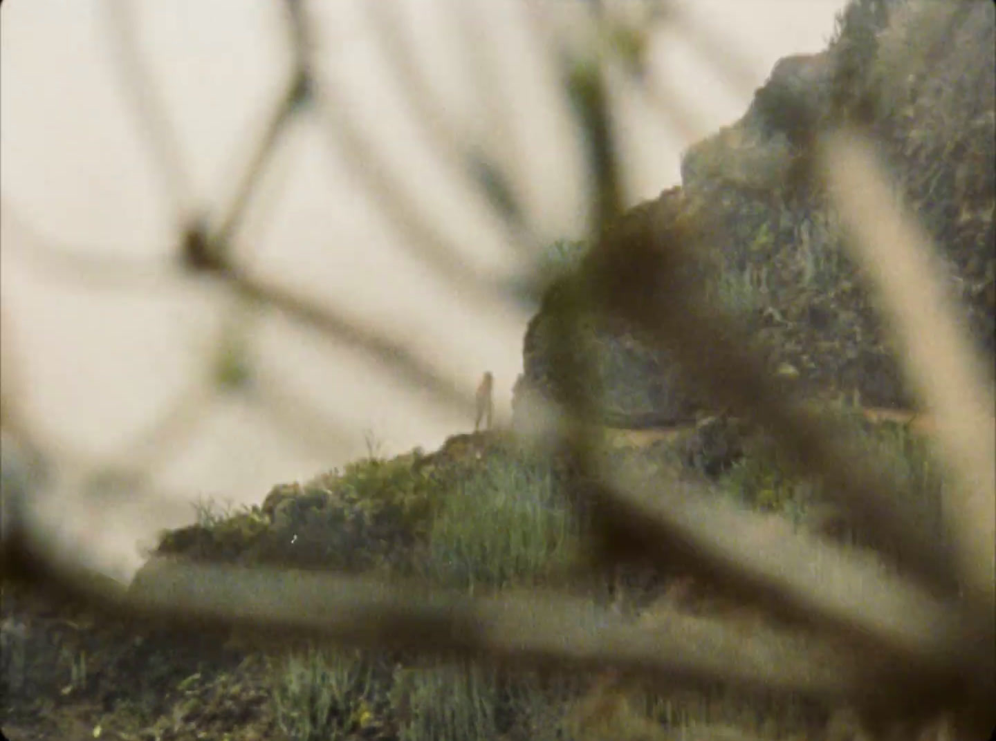 a giraffe standing on top of a lush green hillside