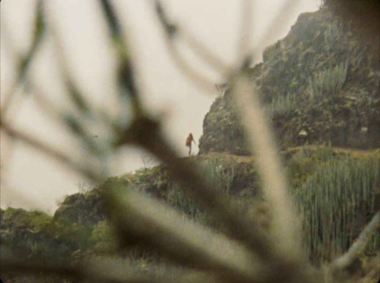 a person standing on top of a hill next to a forest