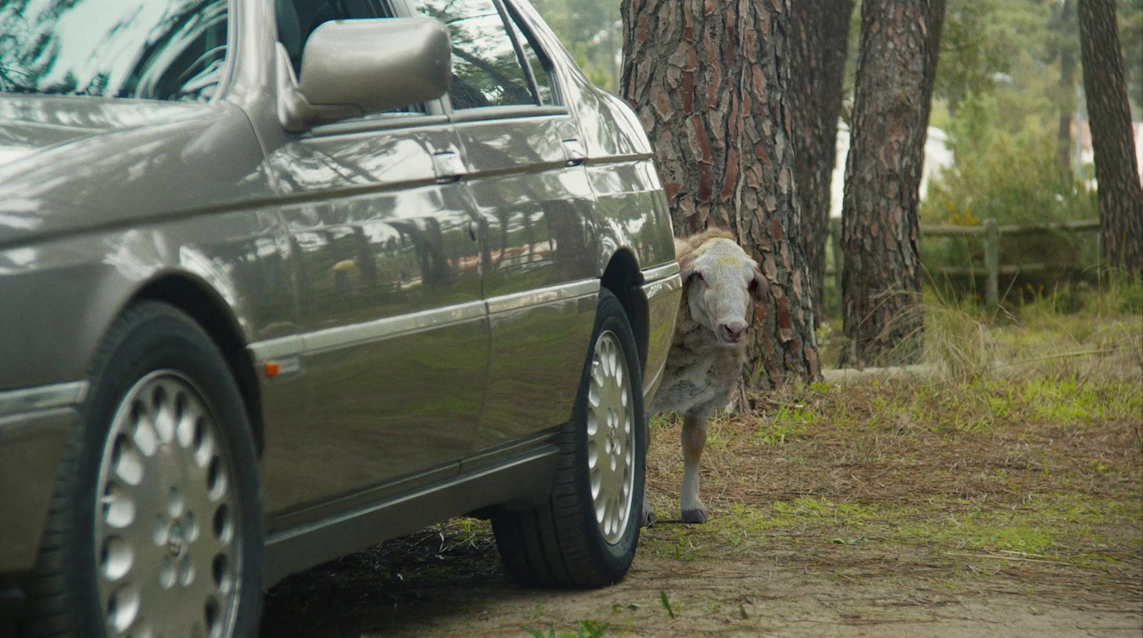 a sheep standing next to a car on a dirt road