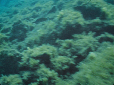 a large amount of seaweed on the bottom of a body of water