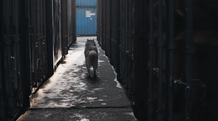 a dog walking down a narrow alley way