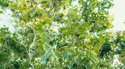 a bird is perched on a branch of a tree