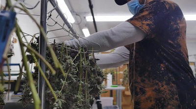 a man wearing a face mask and gloves working on a plant