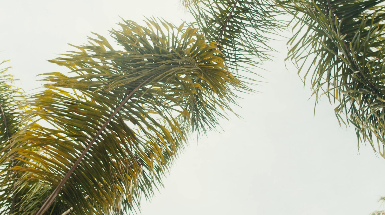 a couple of palm trees that are next to each other