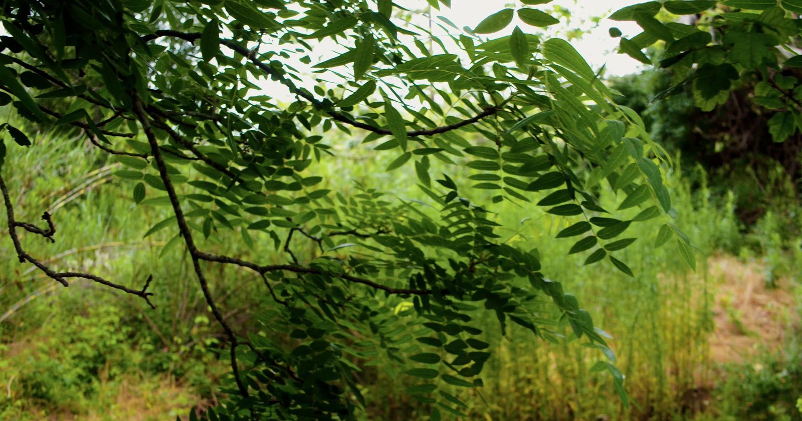 a green tree branch with lots of leaves on it