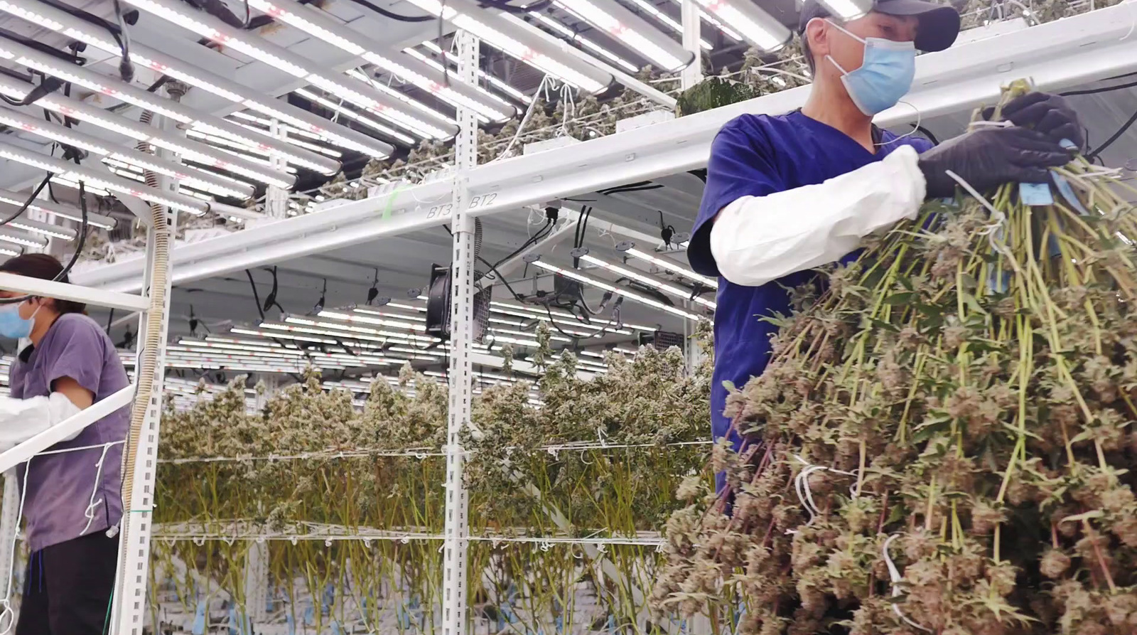 a man wearing a face mask and gloves in a greenhouse