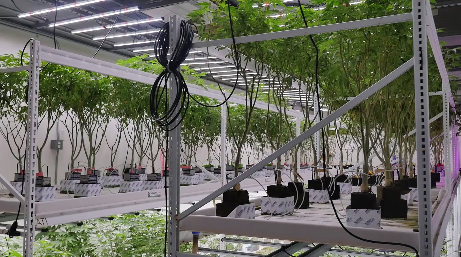 a room filled with lots of plants and plants hanging from the ceiling