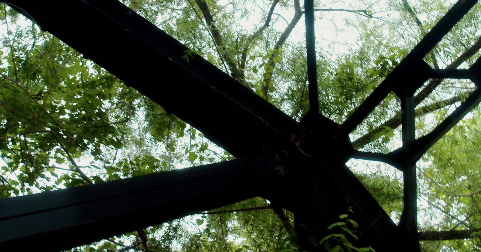 a view of the top of a tree from below