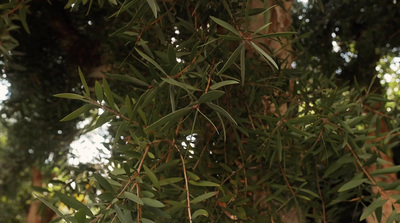 a close up of a tree with lots of leaves