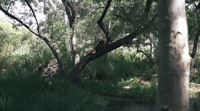 a river running through a lush green forest