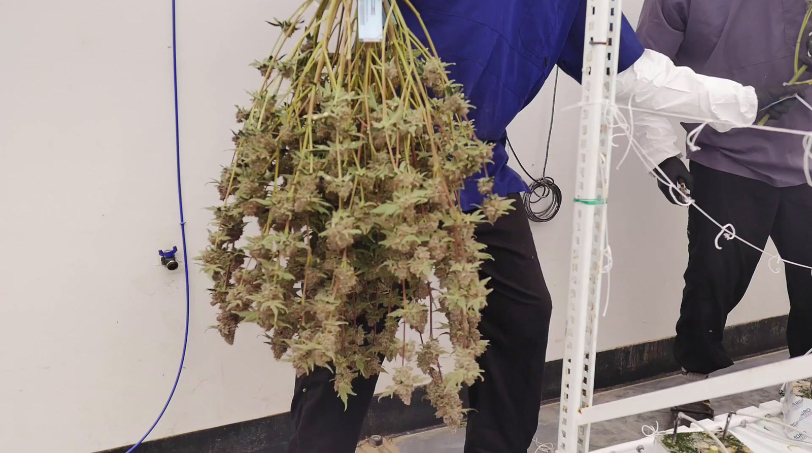 a man holding a bunch of dried plants