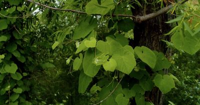 a tree with lots of green leaves on it