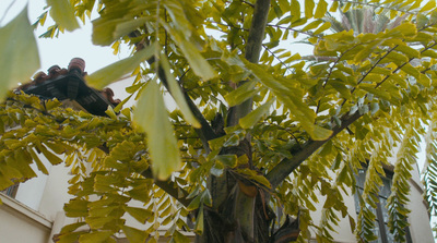 a couple of people are in a tree