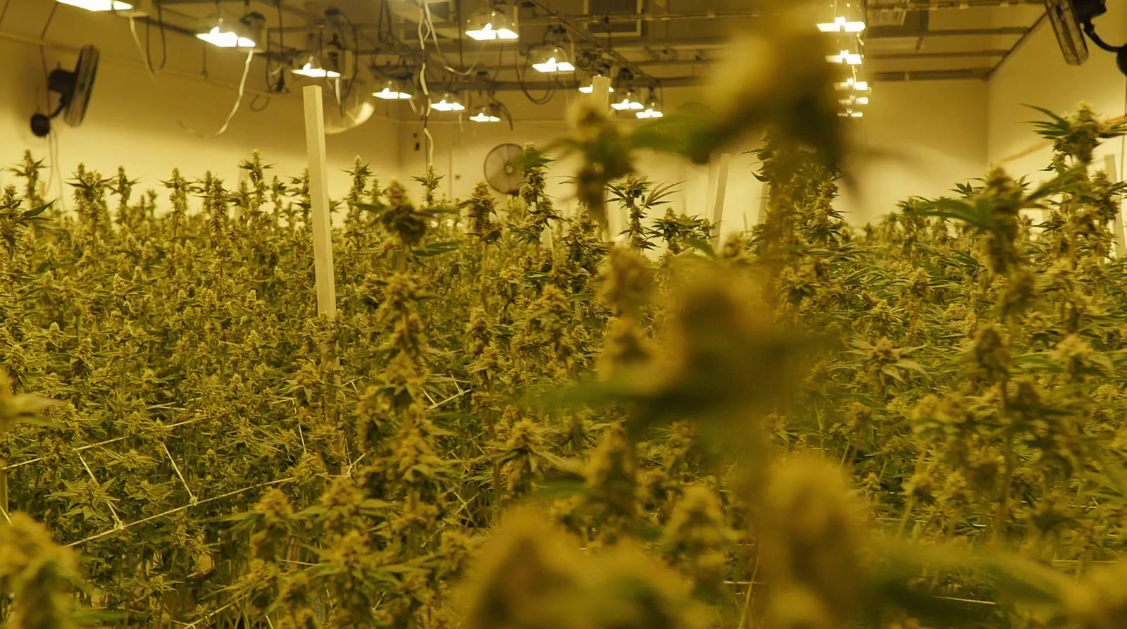 a large room filled with lots of green plants