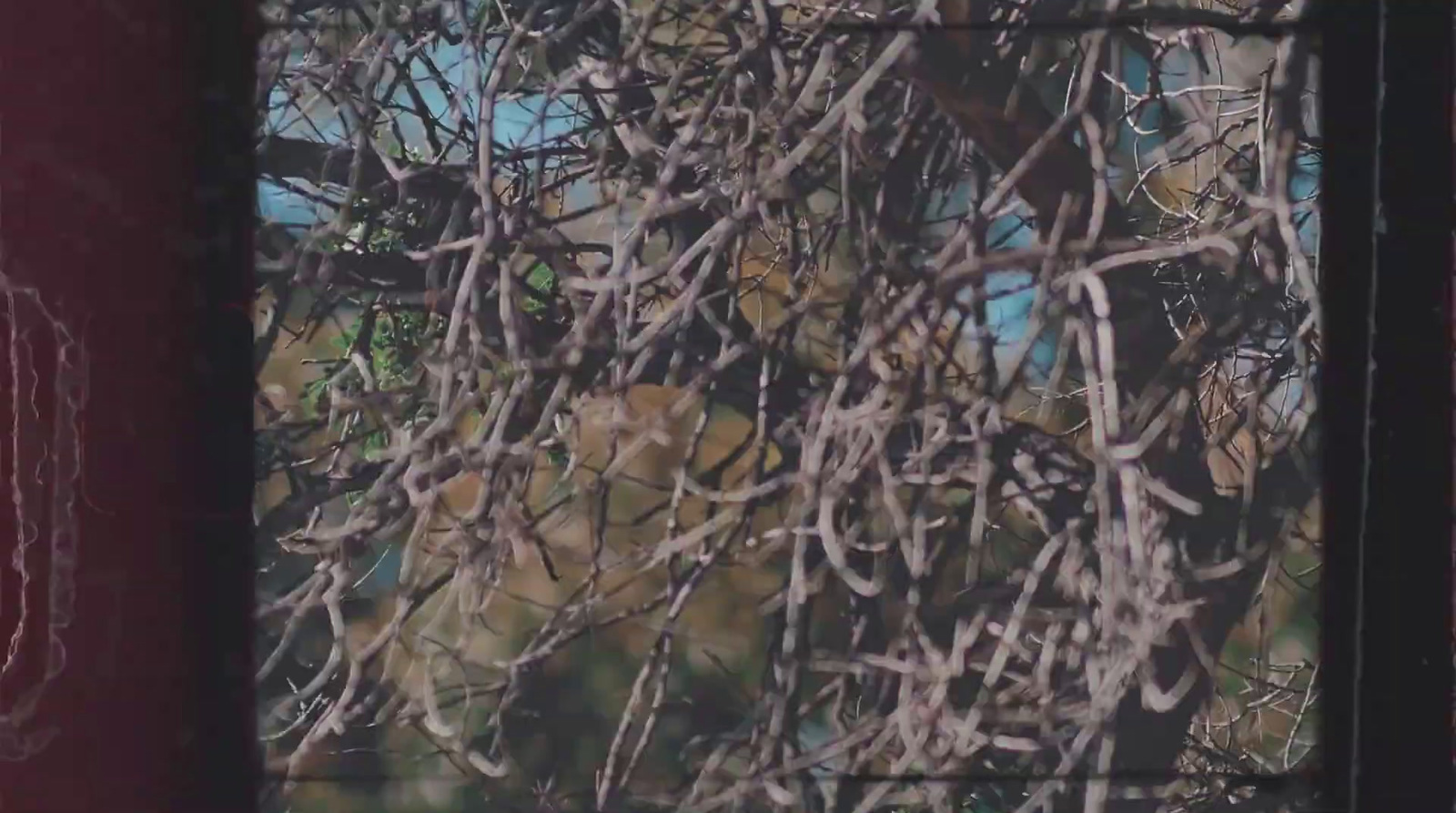 a blurry picture of a tree outside of a window